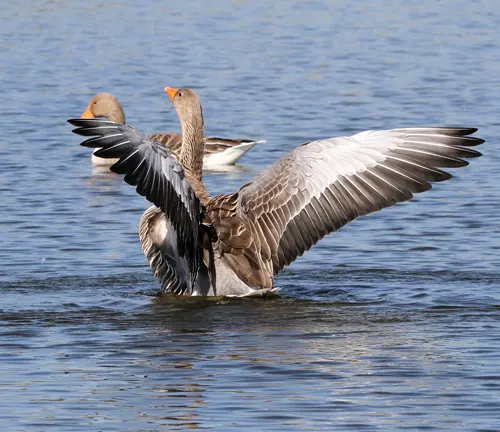 A Greylag Goose spreading its wings in the water.