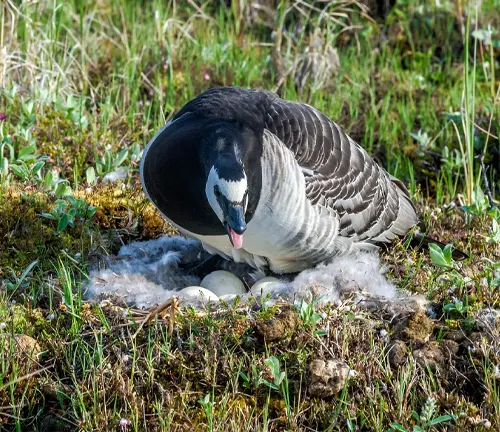 A Barnacle Goose sitting on the ground, protecting its eggs at a nesting site.