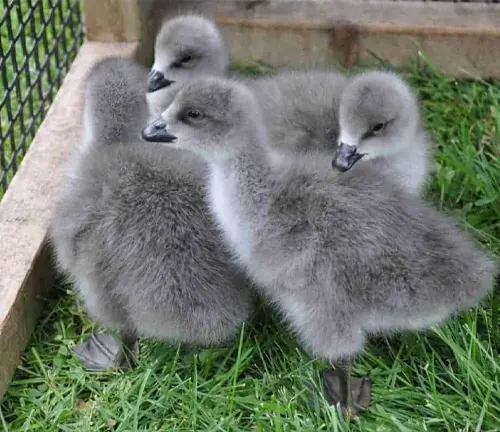 Three baby swans sitting in grass, symbolizing growth and development of Emperor Goose.