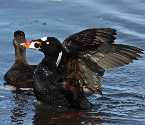 Two black ducks with orange beaks swimming in water. These ducks are Surf Scoter Ducks, known for their migration patterns.
