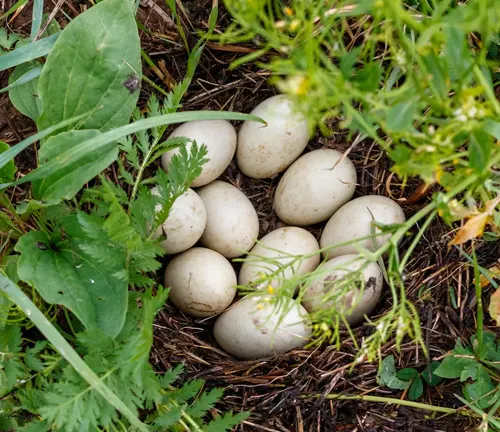 Northern Shoveler nest with white eggs in grass.
