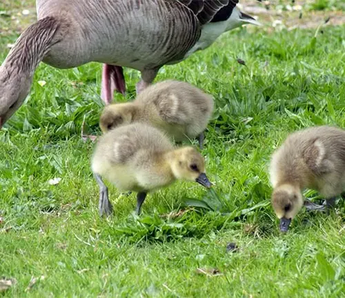 Mother Greater White-fronted Goose with three young goslings.