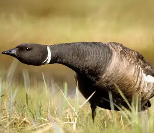 A Brant Goose standing in grass near a pond, showcasing behavioral adaptations.