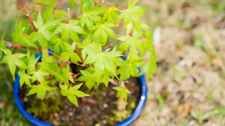 A young Japanese maple tree with green leaves in a blue pot.