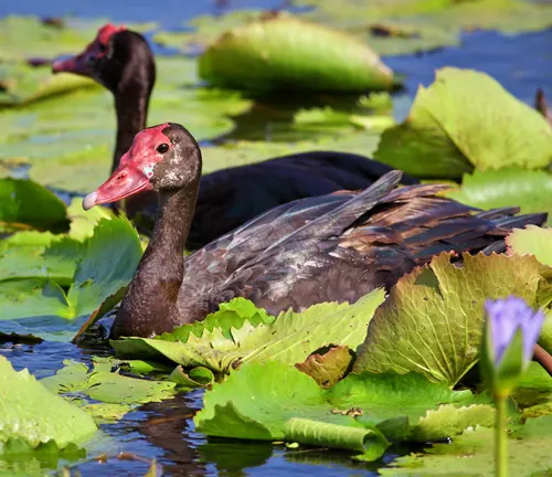 "Spur-winged Goose swimming in water, searching for food."