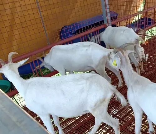 Several Saanen goats eating in a pen at Shelter Saanen.