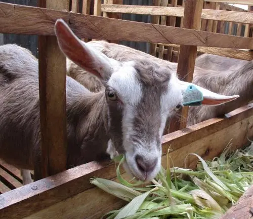 Toggenburg goat being fed a balanced diet.