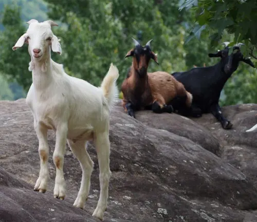 A Kiko goat standing in a lush green field, with a calm expression on its face, enjoying its ideal living conditions.