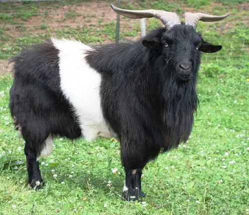 A selectively bred black and white goat with long horns, known as a "Fainting Goat".