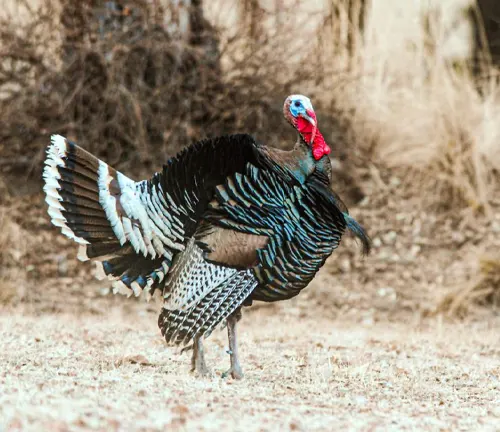  Osceola Wild Turkey in natural habitat, displaying iridescent feathers and red head.