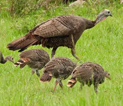 Rio Grande Wild Turkey feeding on insects and seeds in grassy field.