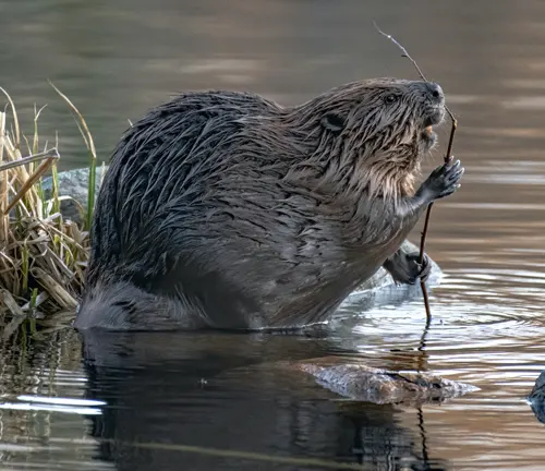 A North American beaver swimming in a river, with its brown fur glistening in the sunlight.