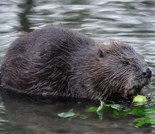 Eurasian beaver eating a green leaf in water at night.