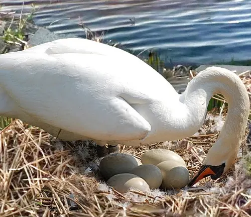 A Mute Swan diligently tending to its eggs in a nest, showcasing the beauty of nature's nurturing process.