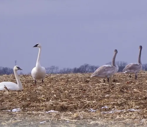 A group of Trumpeter Swans in a field under a blue sky, highlighting the impact of Climate Change.