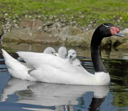 Adult Black-necked Swan with two young swans in the water.