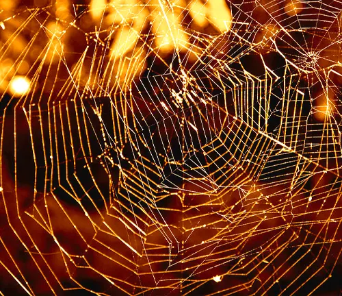 "Close-up of a web-building orb-weaver spider on its intricate web."