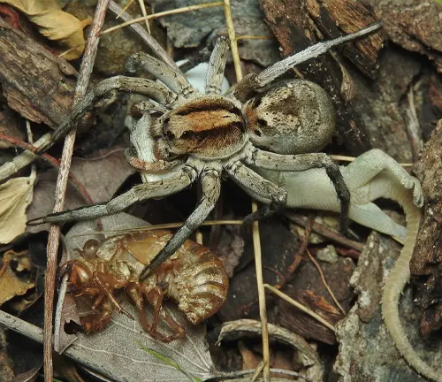 "Close-up of a diet wolf spider on a leaf."