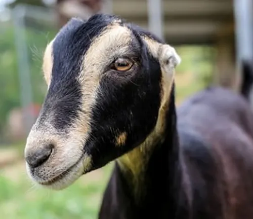 Close-up of a La Mancha goat’s face with distinct black and white markings