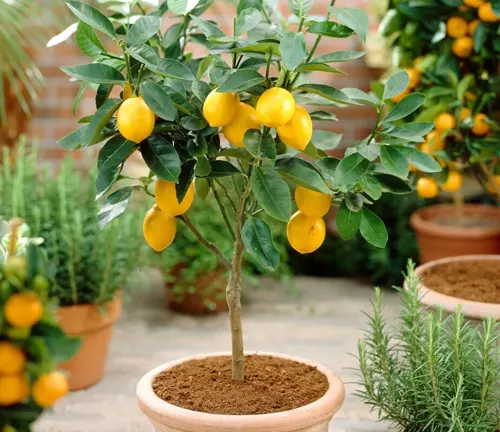 Eureka lemon tree with ripe lemons in a pot