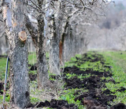 A row of apple trees with freshly fertilized soil at their bases