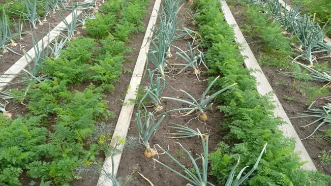 A garden with rows of various herbs