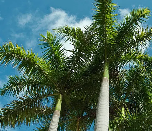 Royal Palm (Roystonea regia)