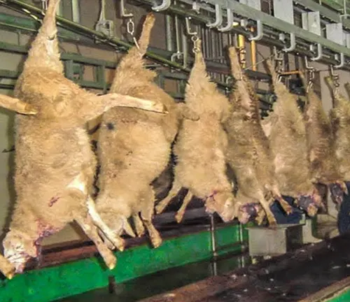 Sheep meat hanging in a factory, part of the meat production process.