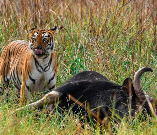 A Bengal tiger and a buffalo in the grass, showcasing carnivorous predators in their natural habitat.