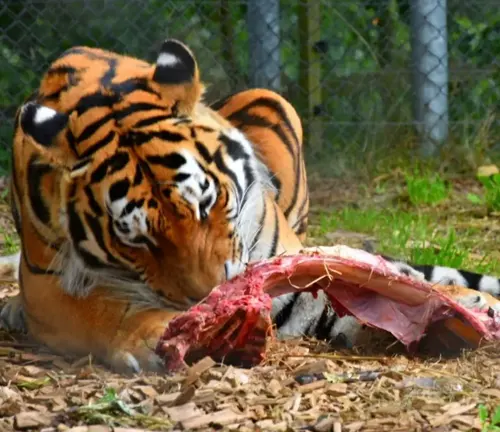 A captive Indochinese Tiger devouring meat in an enclosure.