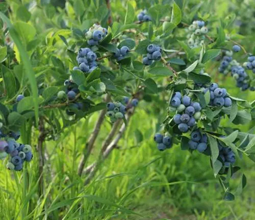 A cluster of ripe blueberries hanging on a bush with green leaves, with some berries in the process of ripening showing both blue and pink hues
