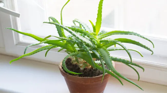 Aloe Vera (Aloe barbadensis miller)