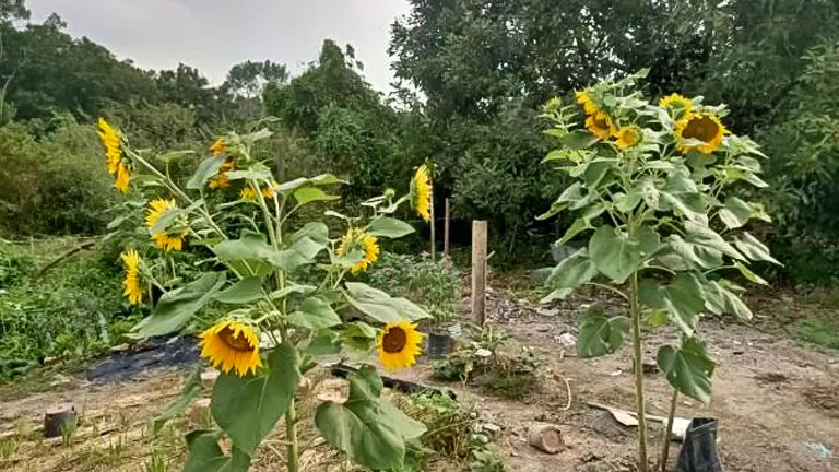 Several sunflower plants with bright yellow blooms in a garden, with an overcast sky overhead and foliage in the background.
