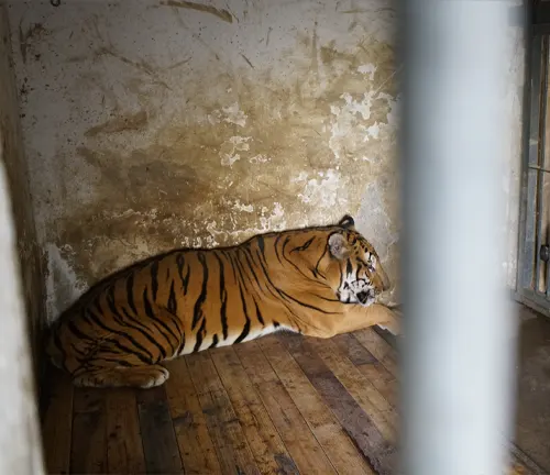 A South China Tiger, confined in a cage, sits in an empty room, highlighting the consequences of habitat loss.