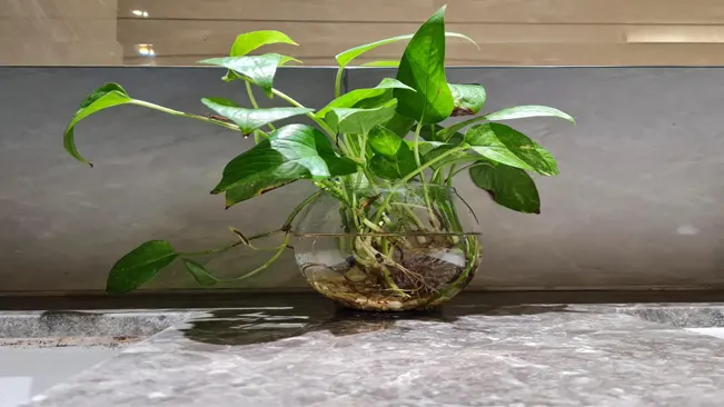 Potted indoor plant with lush green leaves in a clear glass vase showing visible roots