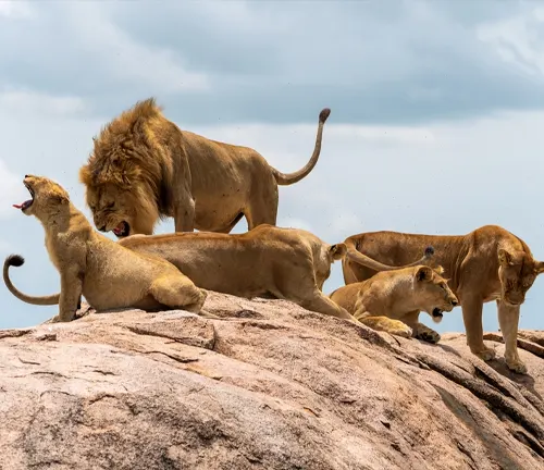 Majestic lions on a rock in Serengeti National Park, exemplifying the pride structure and cooperation of the "Asiatic Lion".