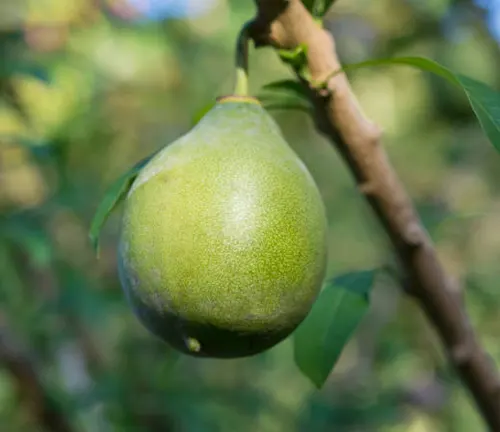 A single green avocado fruit hanging from a branch, with a backdrop of soft-focused greenery, capturing a moment of natural growth in a garden or orchard.
