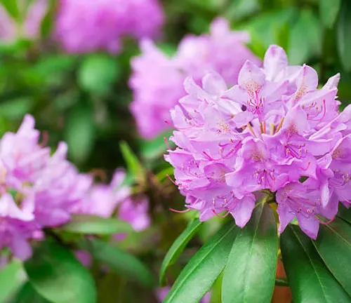 Vibrant clusters of pink rhododendron blossoms with delicate petals and prominent stamens, set against a backdrop of lush green leaves.