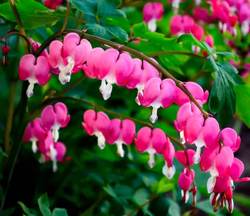 Vibrant pink bleeding heart flowers in full bloom, with heart-shaped petals hanging from arching stems against a backdrop of green leaves.