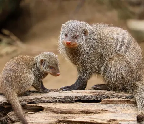 A pair of female banded mongooses standing on a log in the wild.