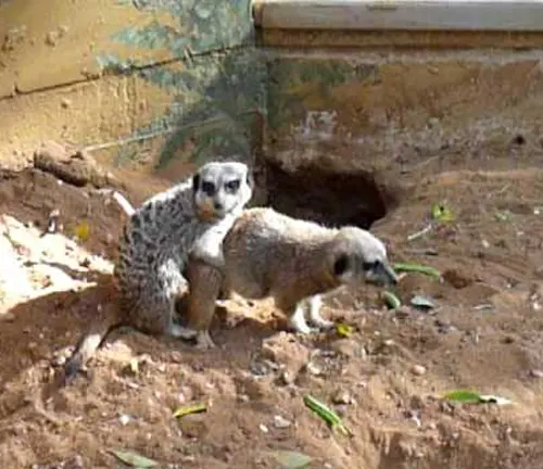 Two meerkats sitting in their enclosure, looking alert and curious.


