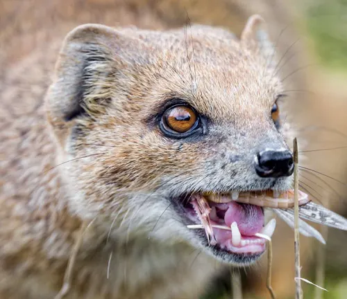  A close-up of a small animal with its mouth open, known as a Dwarf Mongoose, known for its insectivorous diet.