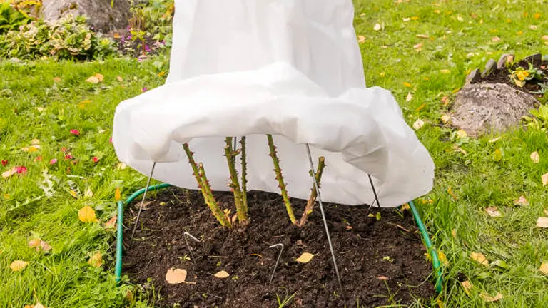 Rose bushes covered with a white protective fabric for frost protection, secured with blue stakes in a garden