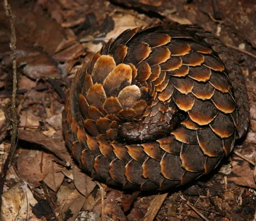 A Sunda Pangolin curled up in a defensive posture, with its scales protecting its body.