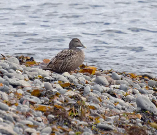 1. A Common Eider Duck perched on rocks by the water.