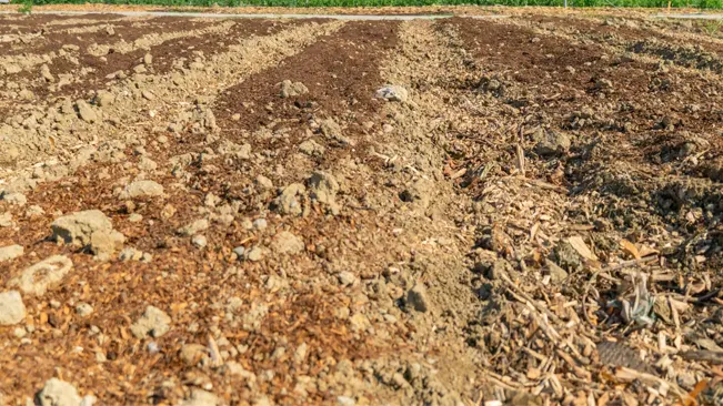 Prepared soil bed ready for planting carrots