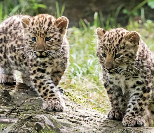 Amur Leopard cubs playfully interact with each other in their natural habitat, showcasing their beautiful spotted fur.