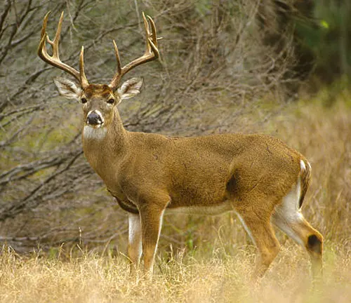 A majestic white-tailed deer standing alert in a grassy field, with a full rack of antlers, looking towards the camera.