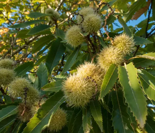 Spiky green chestnut burrs amidst vibrant leaves on a chestnut tree, with a clear blue sky in the background.