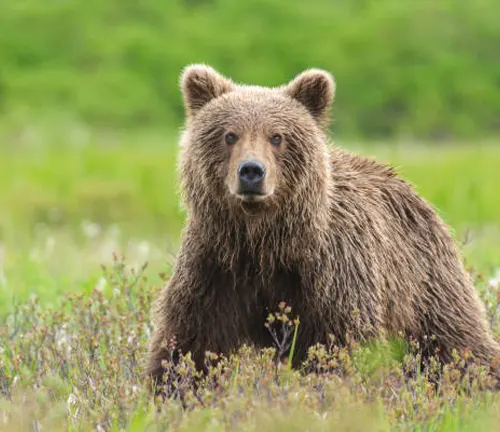 A brown bear with thick fur sitting in a field of green vegetation, looking directly at the camera with a calm expression.